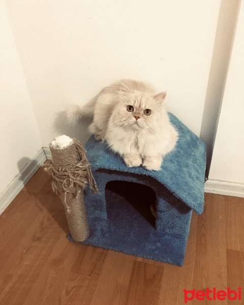 İran Kedisi (Persian), Kedi  Kaju fotoğrafı