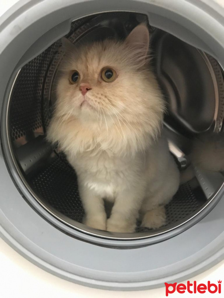 İran Kedisi (Persian), Kedi  Kaju fotoğrafı