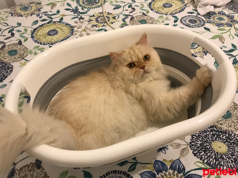 İran Kedisi (Persian), Kedi  Kaju fotoğrafı