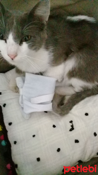 Tekir Kedi, Kedi  Pati Can fotoğrafı