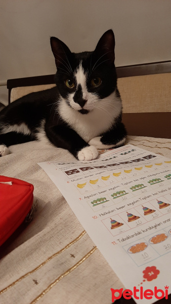 Tuxedo (Smokin) Kedi, Kedi  Cengiz fotoğrafı