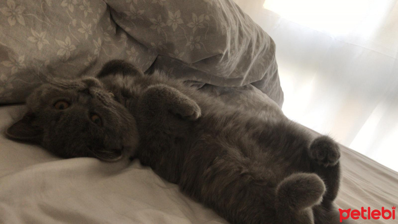 British Shorthair, Kedi  Bihter fotoğrafı