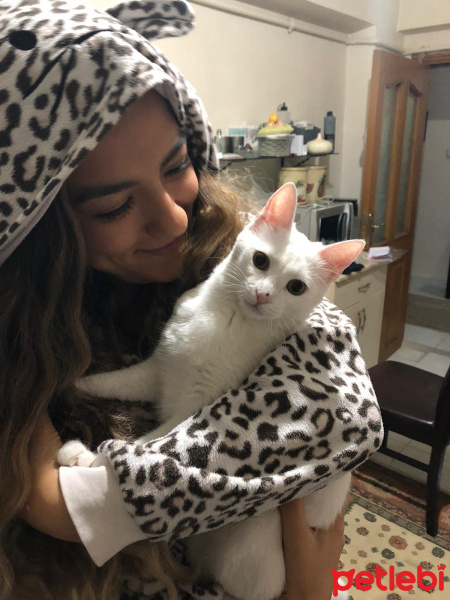 Van Kedisi, Kedi  mia fotoğrafı