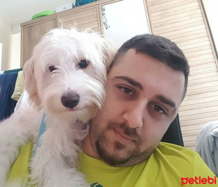 Maltese, Köpek  MAYA fotoğrafı