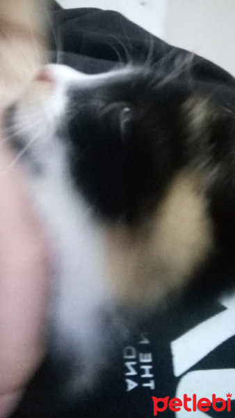 Sarman, Kedi  Venüs fotoğrafı