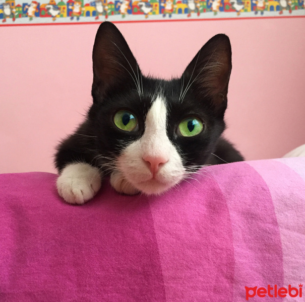 Tuxedo (Smokin) Kedi, Kedi  Kiyoshi fotoğrafı