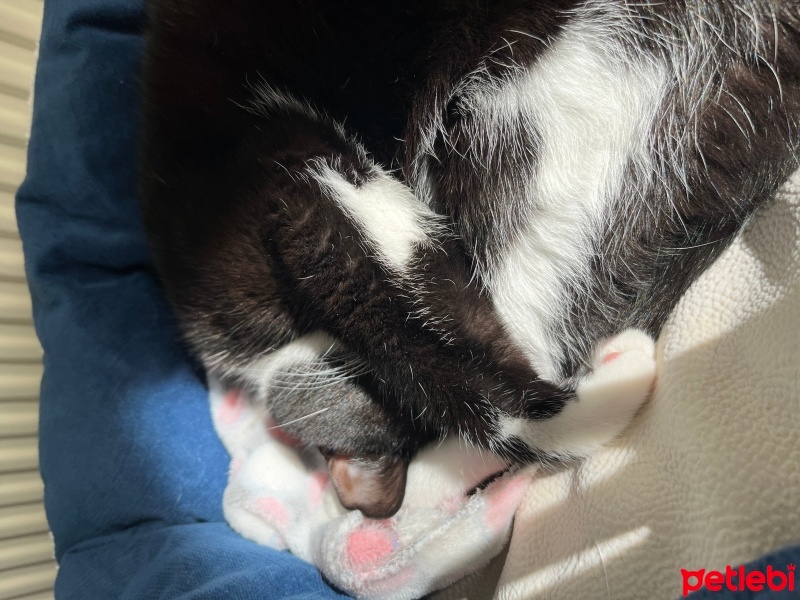 Tuxedo (Smokin) Kedi, Kedi  Kiyoshi fotoğrafı