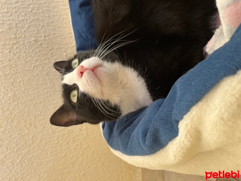 Tuxedo (Smokin) Kedi, Kedi  Kiyoshi fotoğrafı