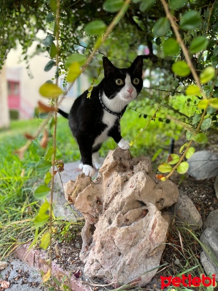 Tuxedo (Smokin) Kedi, Kedi  Kiyoshi fotoğrafı