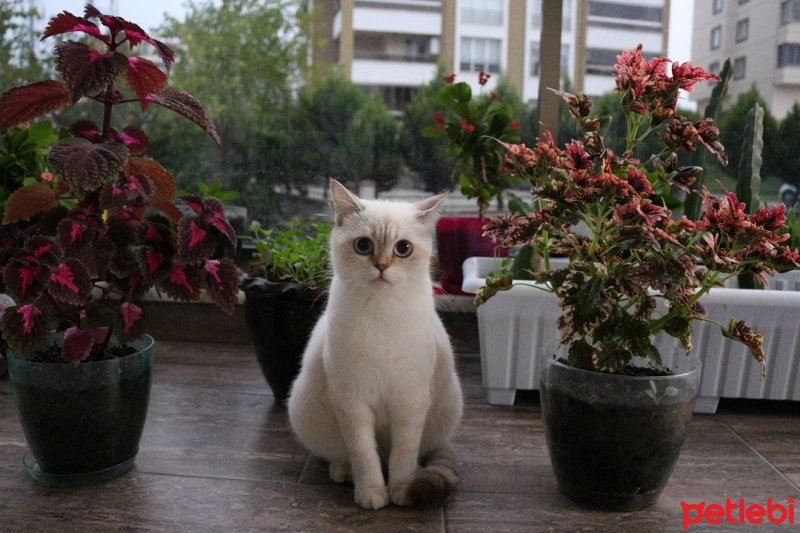 British Shorthair, Kedi  Yummy fotoğrafı