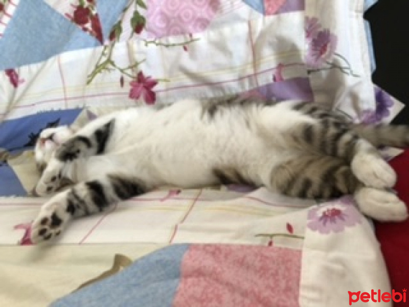 Tekir Kedi, Kedi  Mıncık fotoğrafı
