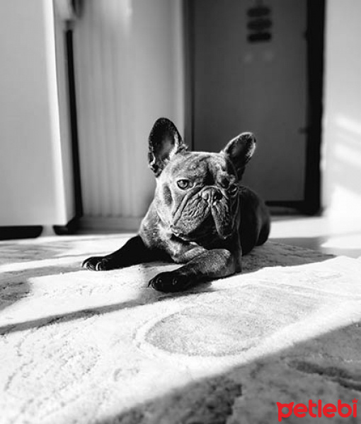 Fransız Bulldog, Köpek  udex fotoğrafı