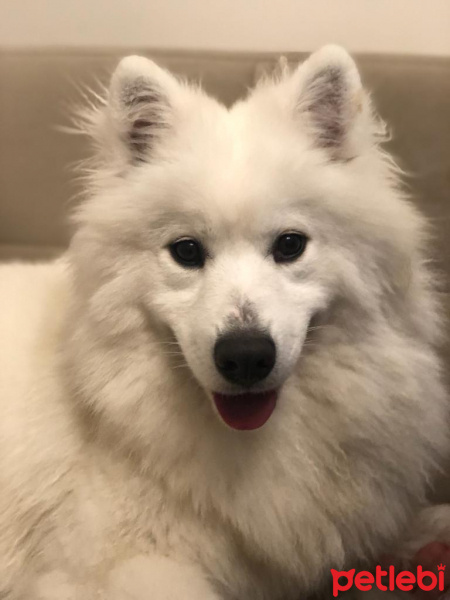 Samoyed, Köpek  Beyliz fotoğrafı
