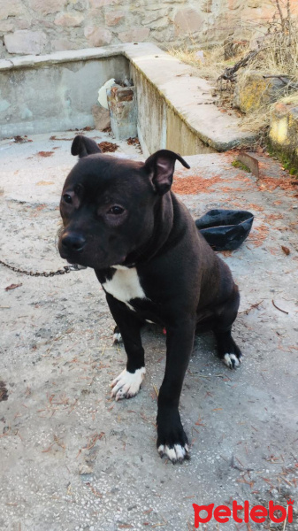 Amerikan Pitbull Terrier, Köpek  Pitbull Pablo fotoğrafı