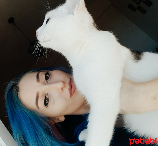 Tekir Kedi, Kedi  Derin fotoğrafı