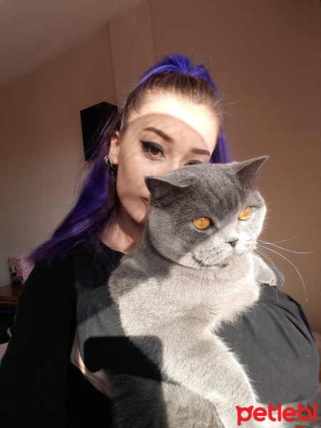British Shorthair, Kedi  Pera fotoğrafı