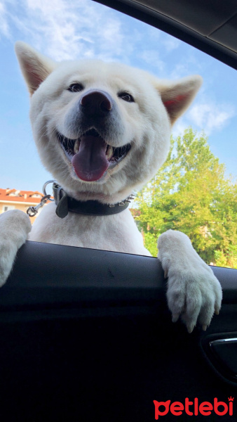 Akita İnu, Köpek  Robin fotoğrafı