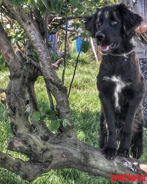 Flat Coated Retriever, Köpek  Black fotoğrafı