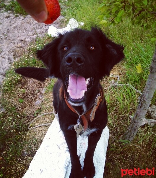 Flat Coated Retriever, Köpek  Black fotoğrafı