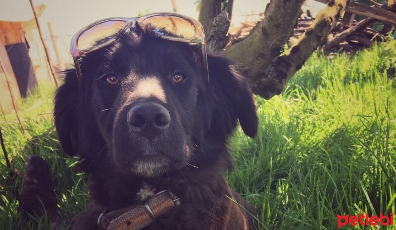 Flat Coated Retriever, Köpek  Black fotoğrafı