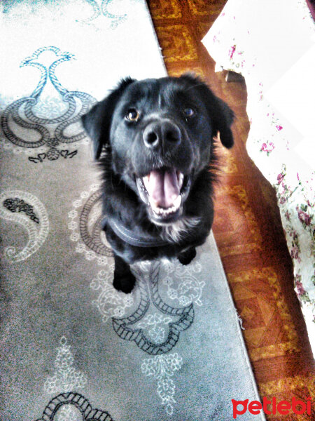 Flat Coated Retriever, Köpek  Black fotoğrafı