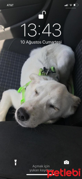 Labrador Retriever, Köpek  Soda fotoğrafı