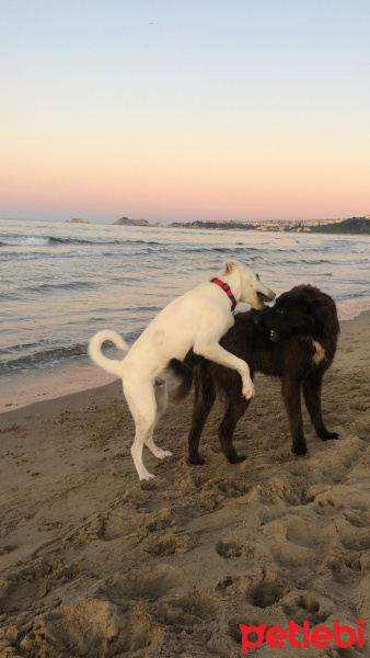 Labrador Retriever, Köpek  Soda fotoğrafı