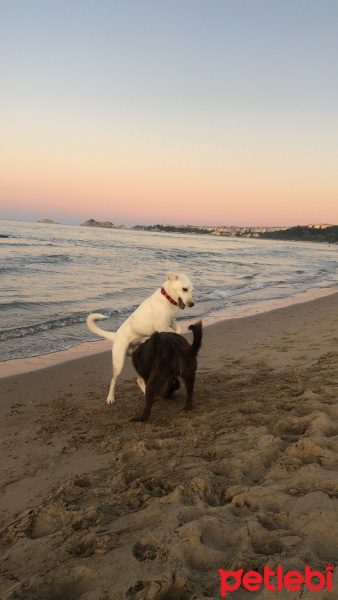 Labrador Retriever, Köpek  Soda fotoğrafı