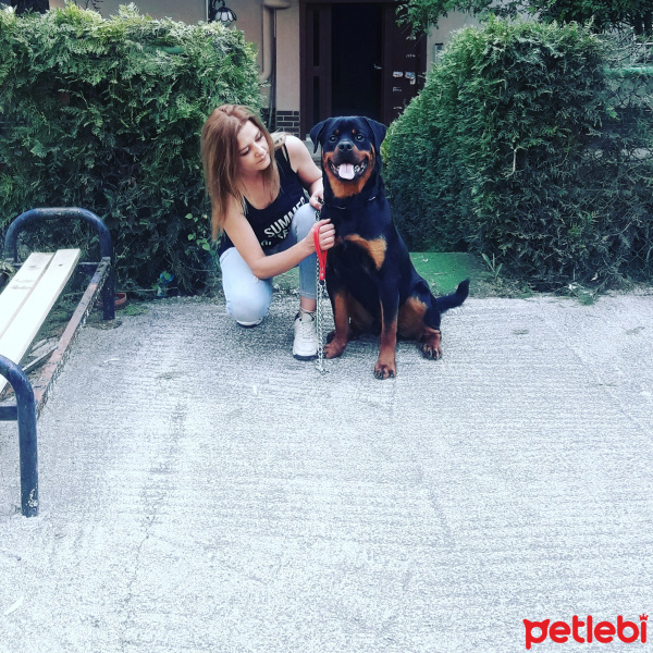 Rottweiler, Köpek  Boriss fotoğrafı