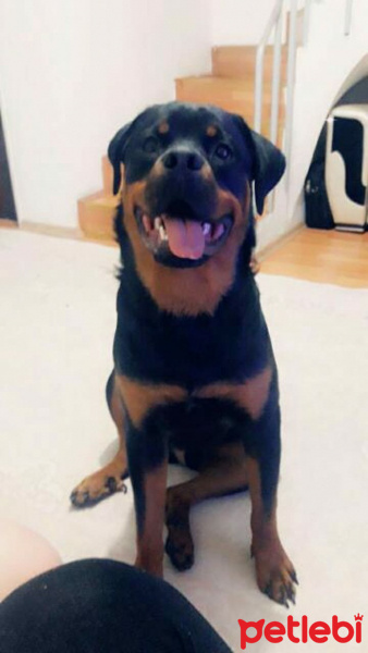Rottweiler, Köpek  Boriss fotoğrafı