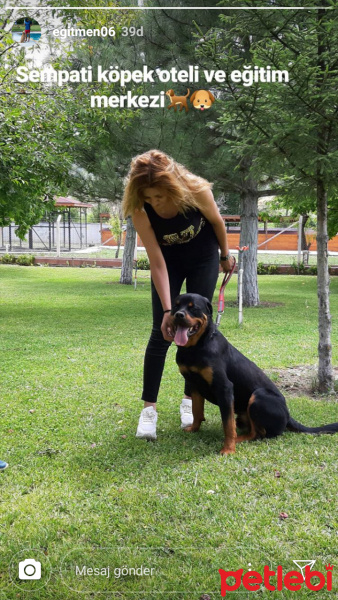 Rottweiler, Köpek  Boriss fotoğrafı