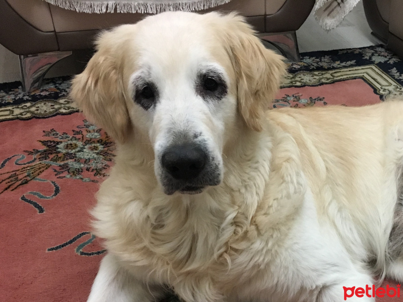 Golden Retriever, Köpek  Bulut fotoğrafı