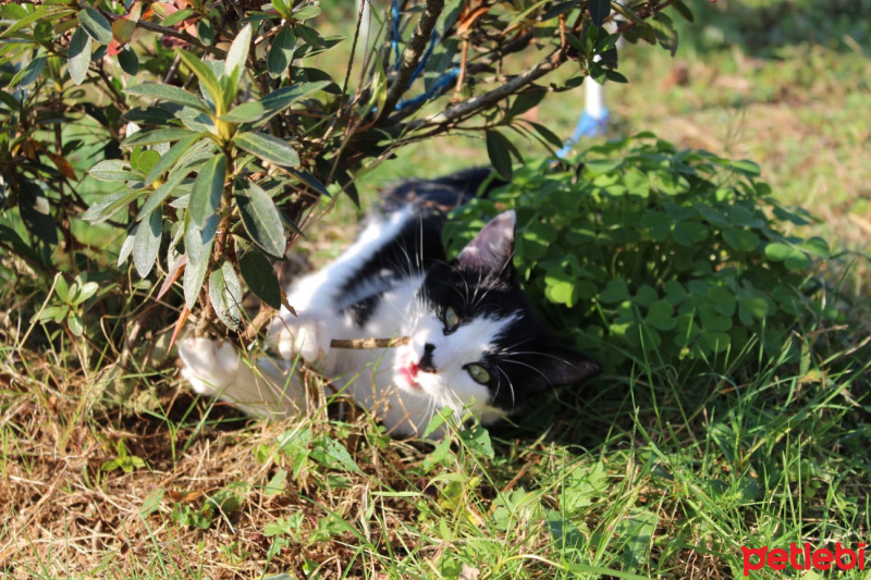 Tuxedo (Smokin) Kedi, Kedi  Rebekka fotoğrafı