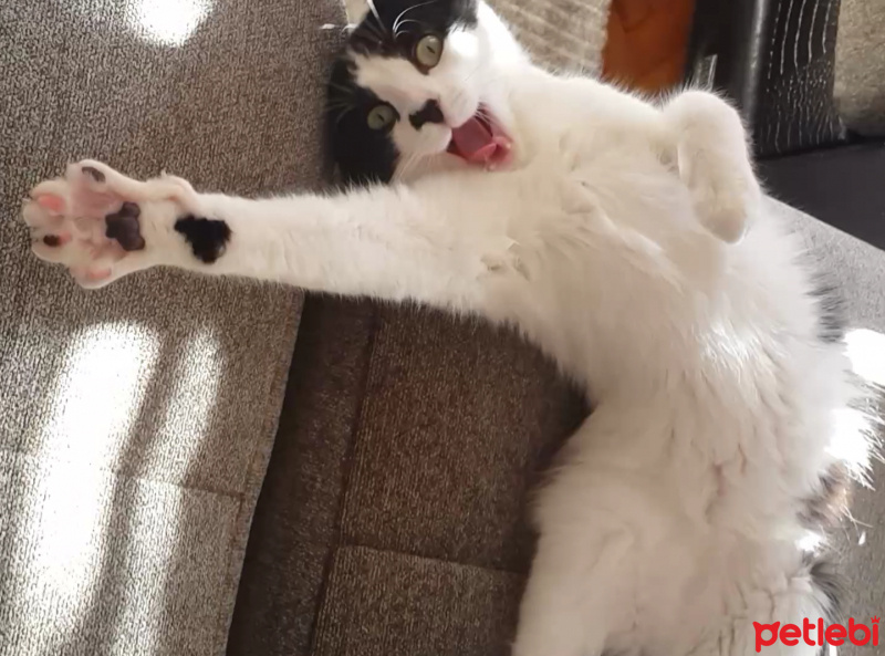 Tuxedo (Smokin) Kedi, Kedi  Rebekka fotoğrafı