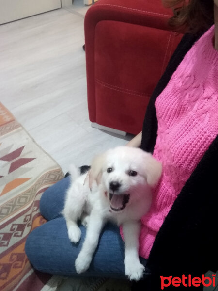 Golden Retriever, Köpek  Pizza fotoğrafı