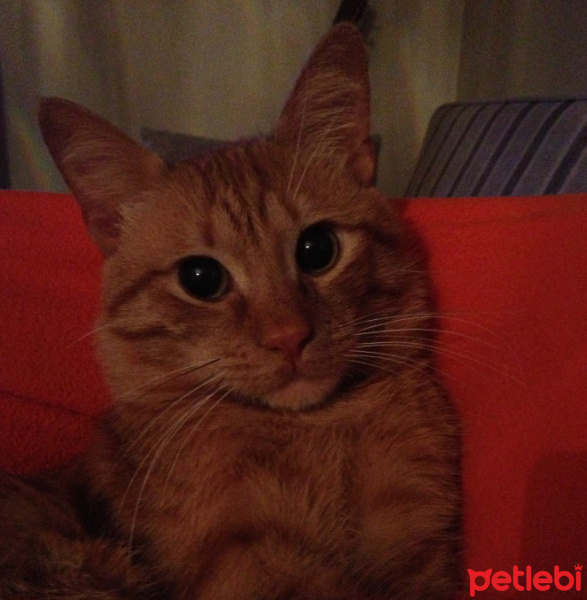 Sarman, Kedi  MIRMIR fotoğrafı