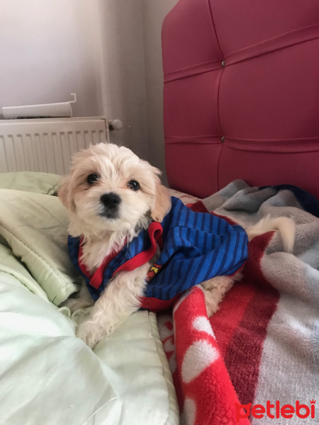 Maltese, Köpek  baby fotoğrafı
