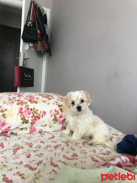 Maltese, Köpek  baby fotoğrafı