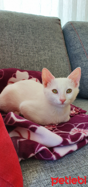 Tekir Kedi, Kedi  Pamuk fotoğrafı