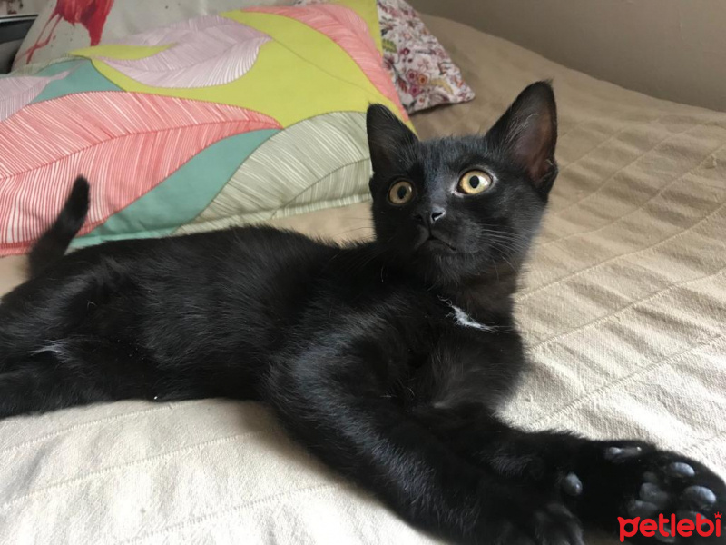 Bombay, Kedi  Nokta fotoğrafı