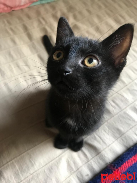 Bombay, Kedi  Nokta fotoğrafı