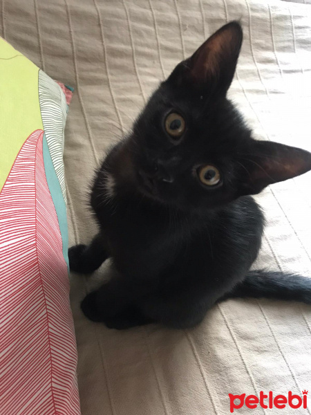 Bombay, Kedi  Nokta fotoğrafı
