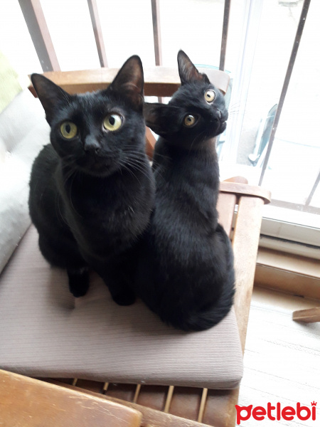 Bombay, Kedi  Nokta fotoğrafı