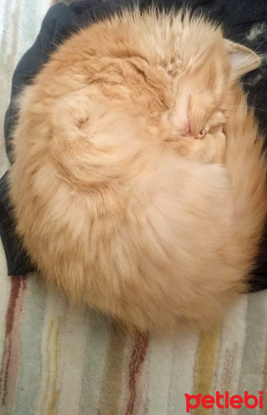 Tekir Kedi, Kedi  Şero fotoğrafı