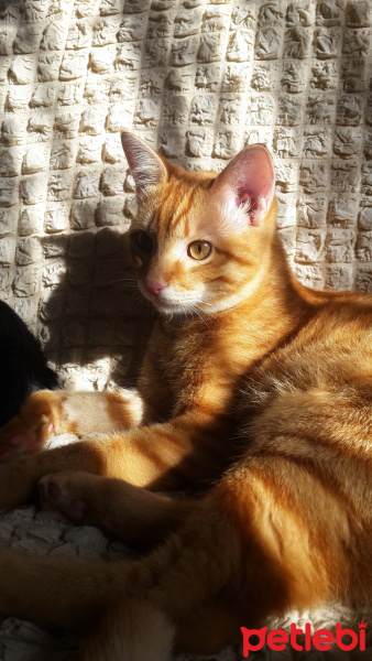 Sarman, Kedi  Şans fotoğrafı