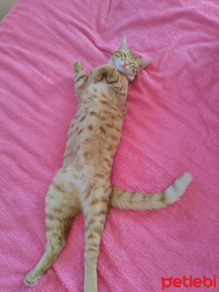 Sarman, Kedi  Şans fotoğrafı