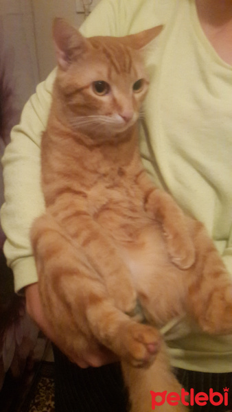 Sarman, Kedi  Şans fotoğrafı