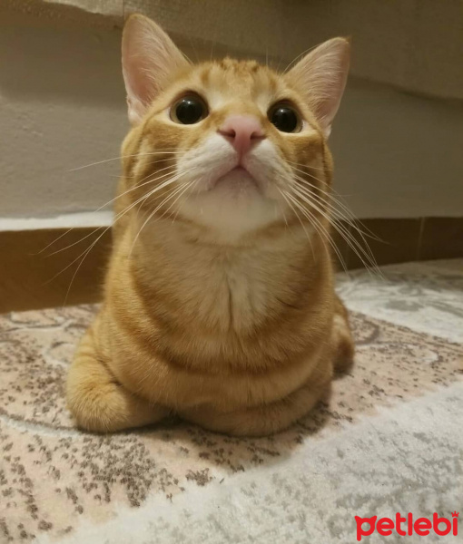 Sarman, Kedi  Şans fotoğrafı