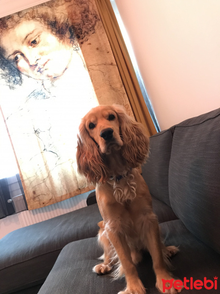 İngiliz Cocker Spaniel, Köpek  Bart fotoğrafı