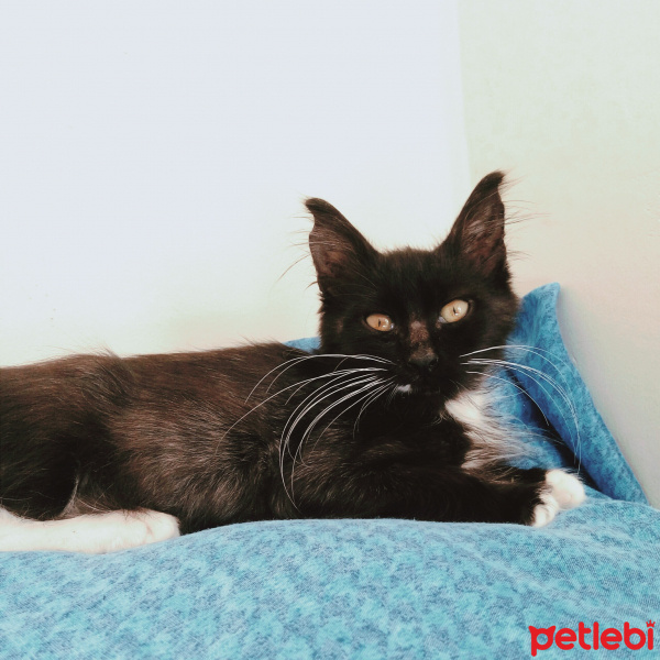 Tuxedo (Smokin) Kedi, Kedi  NEKO fotoğrafı